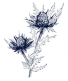 Panicaut champêtre (Eryngium campestre)