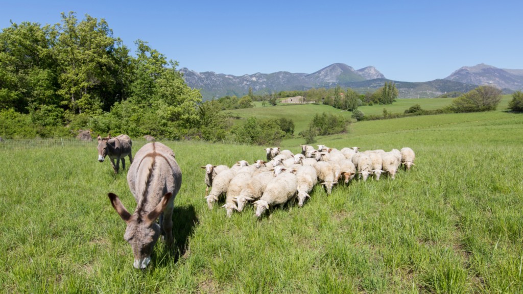 Ferme Bio Le Panicaut - Les brebis et les ânes protecteurs
