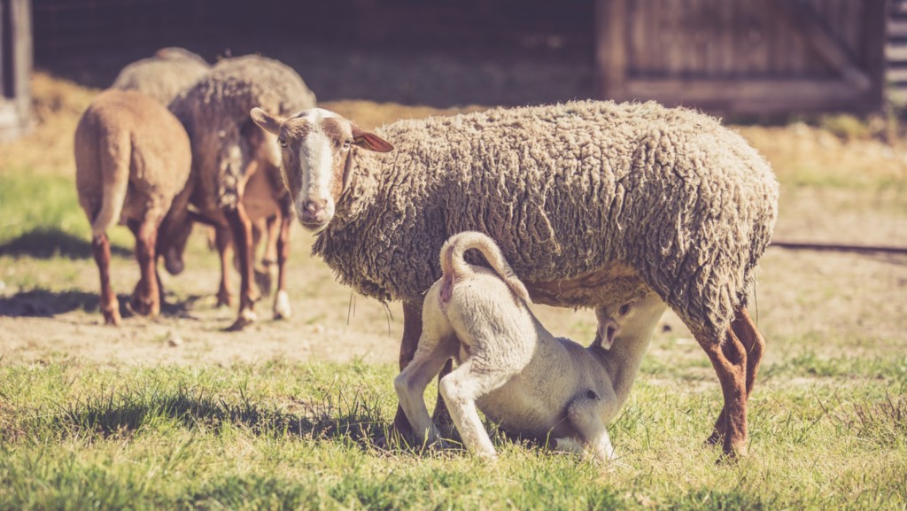 Ferme Bio Le Panicaut - Brebis et son agneau