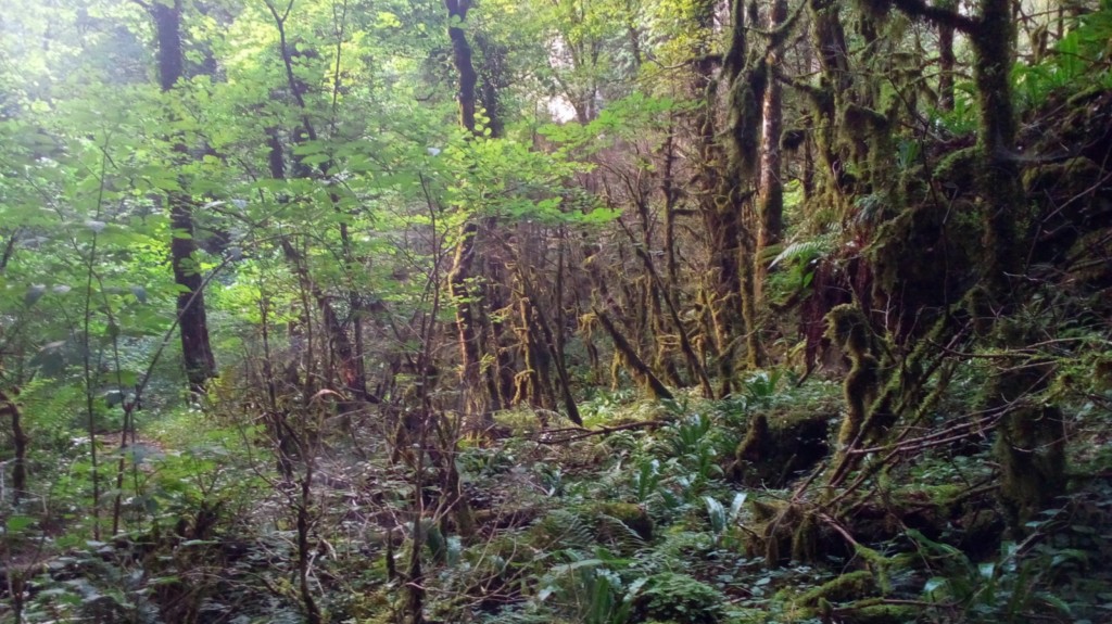Grande Combe Forêt de Saoû