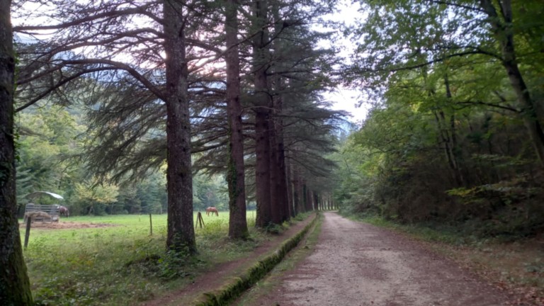 L'Auberge des Dauphins Forêt de Saoû L'Auberge des Dauphins Forêt de Saoû Drôme