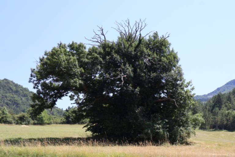 Châtaignier des Bellieux Châtaignier des Bellieux