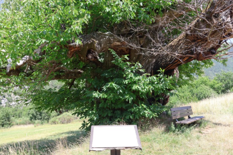 Châtaignier des Bellieux Châtaignier des Bellieux