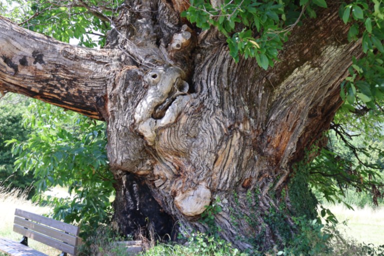 Châtaignier des Bellieux Châtaignier des Bellieux