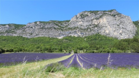 Floraison de la lavande Saoû Drôme