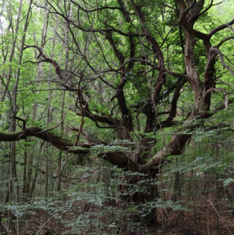 Le châtaignier centenaire Le châtaignier centenaire