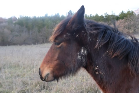 Phelna pouliche Vercors de Barraquand