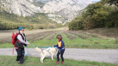 Canirando forêt de Saoû Drôme