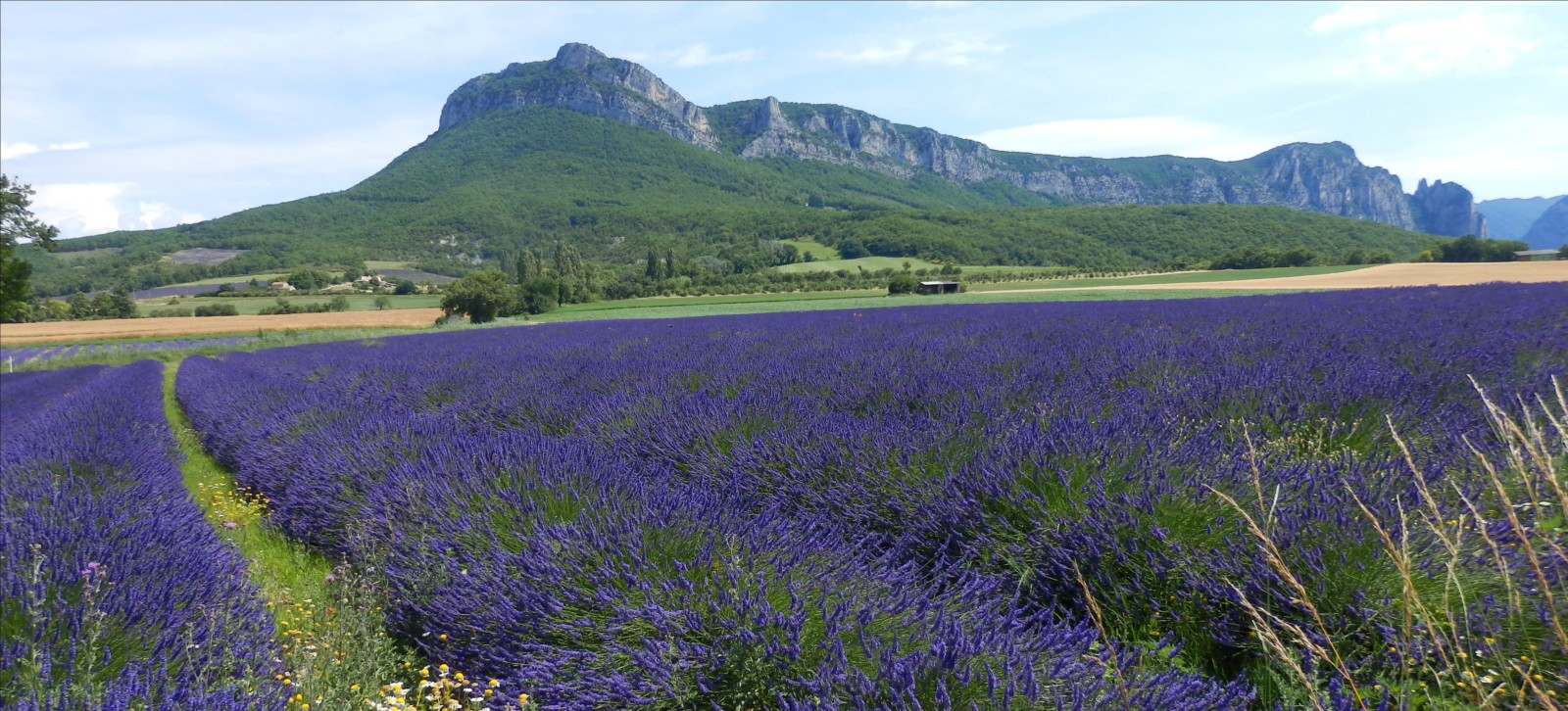 Champ de lavande au pied de la forêt de Saoû