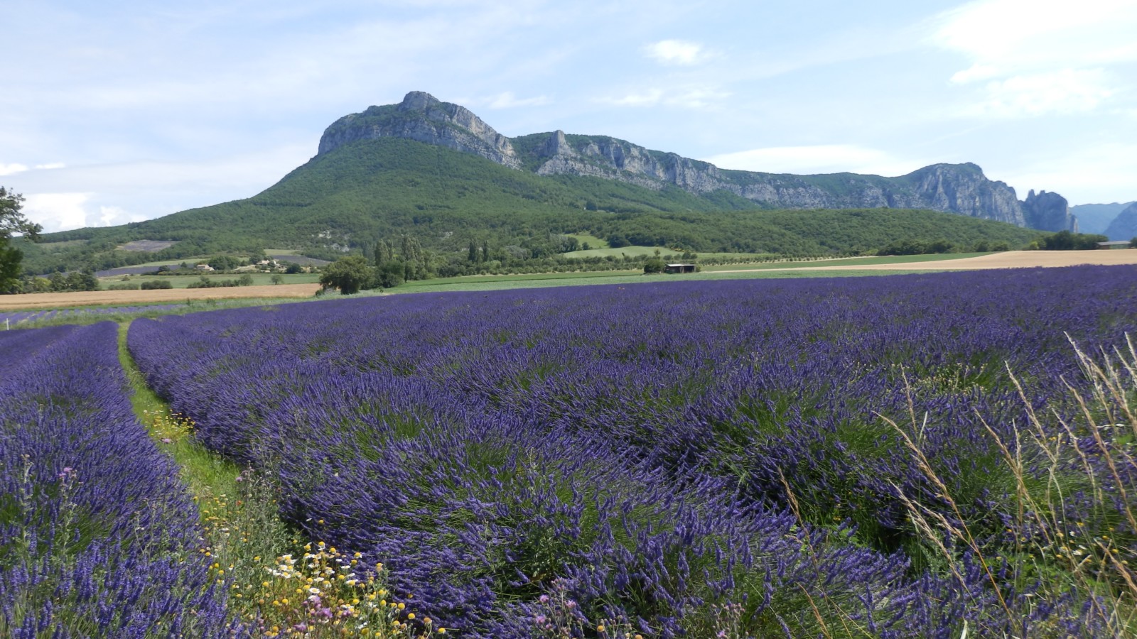 Champ de lavande au pied de la forêt de Saoû lavande drome foret de saou